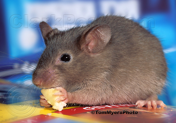 Commercial Mouse Traps  Commercial Mouse Control