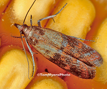 Indian meal moth