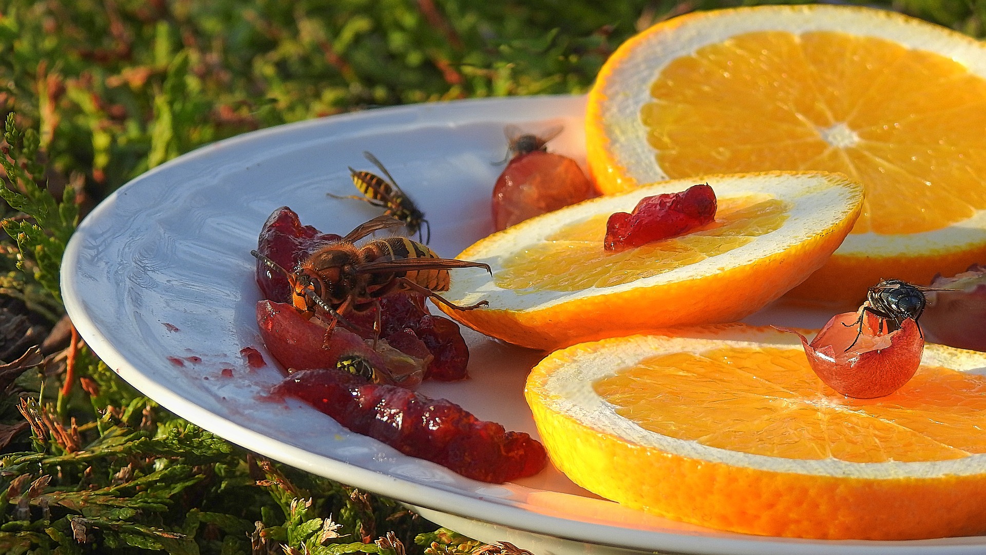 insects-feeding-3736076_1920