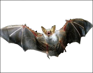 mexican-free-tailed-bat