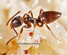 Odorous House Ant