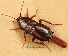 Oriental-Cockroach Oriental Cockroach