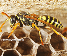 Paper Wasp