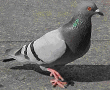 pigeon-bird