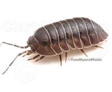 Pillbug