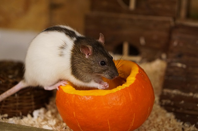 Rat and pumpkin.