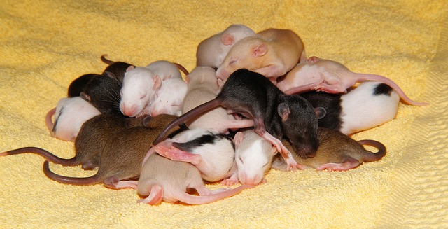 https://www.clarkpest.com/images/default-source/default-album/rat-mice-rodents.jpg?sfvrsn=9945be0d_2