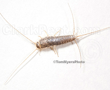 Silverfish