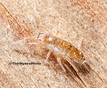 Flying and Jumping Pests | Clark Pest Control Services