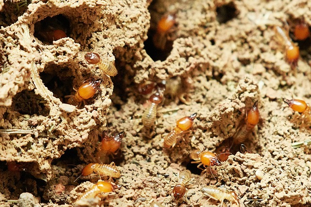 Clark Pest can help repair termite damage.