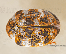 Varied Carpet beetle