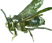 Wasp_Bald-Faced-Hornet