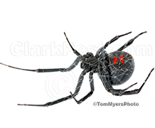 Western-Black-Widow