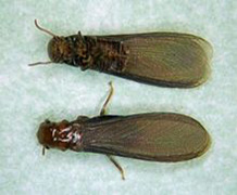 Drywood Termite