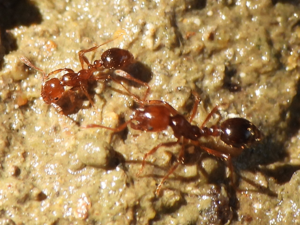 Red Imported Fire Ant (Solenopsis invicta)