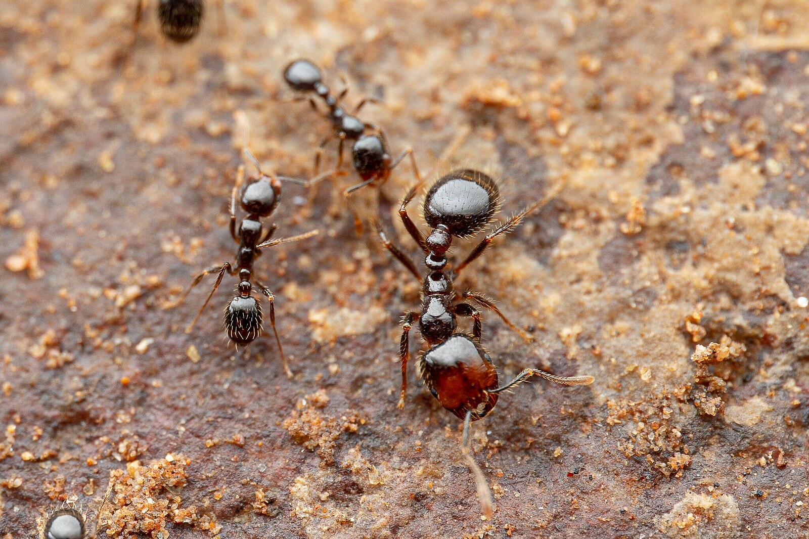 California Southern Fire Ant (Solenopsis xyloni)