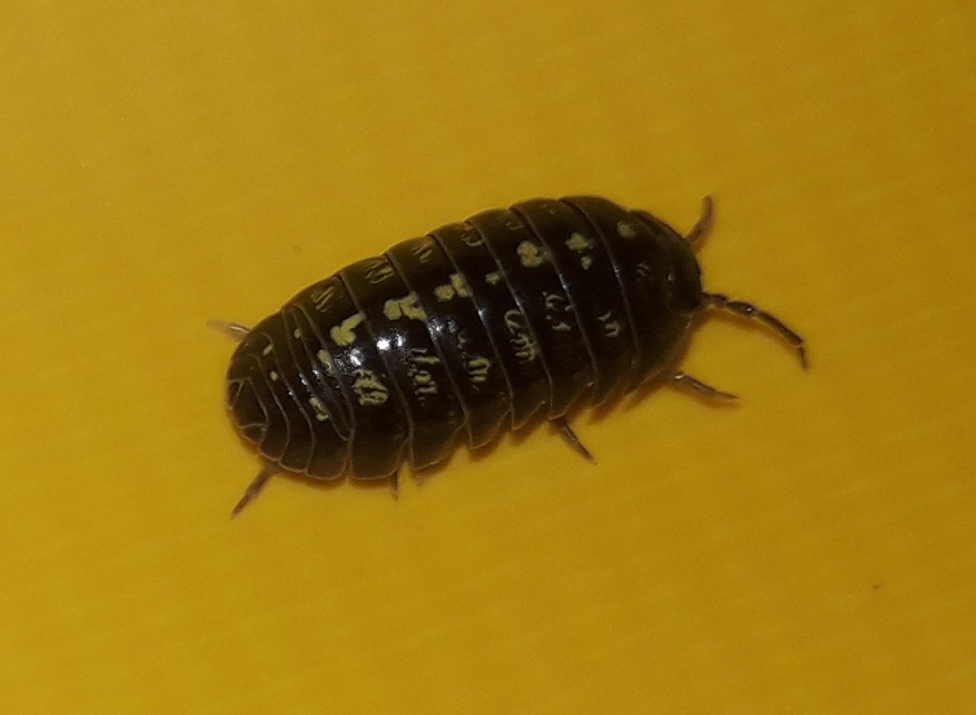 Pillbug (Armadillidium vulgare) on yellow surface