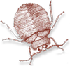 bed-bug1 bed-bug1