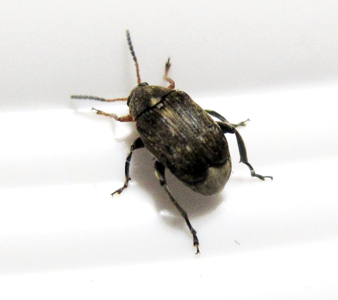 Bean Weevil