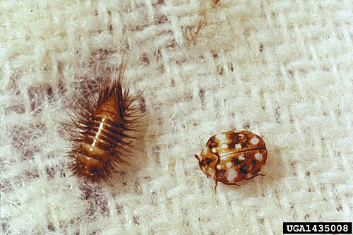 Furniture Carpet Beetle