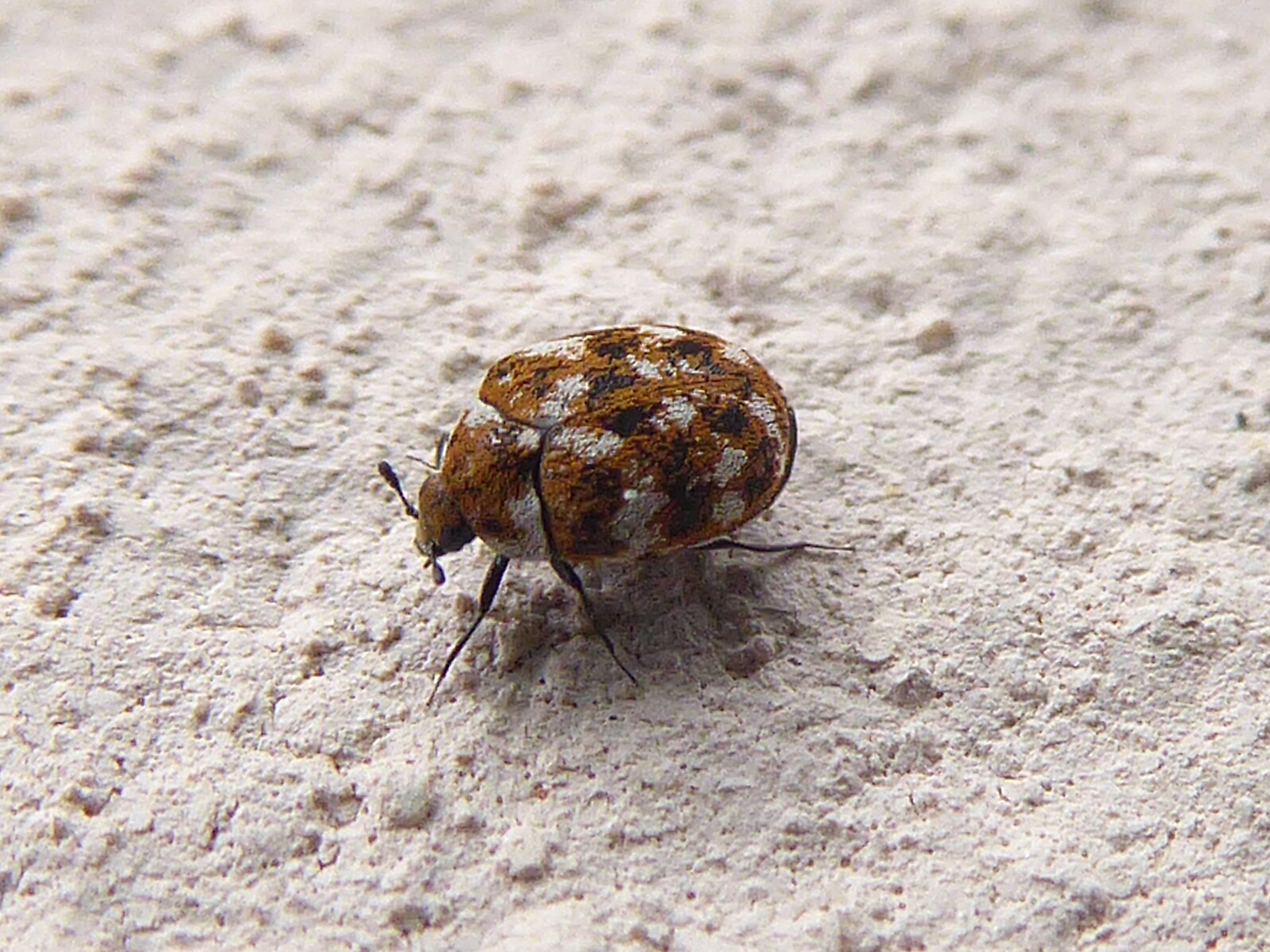 Adult Varied Carpet Beetle