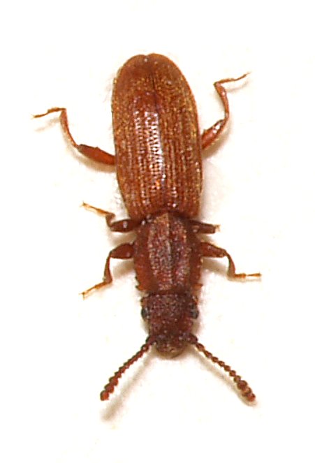 Sawtoothed Grain Beetle