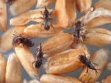 Granary Weevil