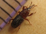 Rice Weevil