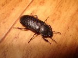 Mealworm Beetle