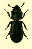 Cadelle Beetle