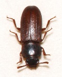 Confused Flour Beetle