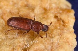 Red Flour Beetle