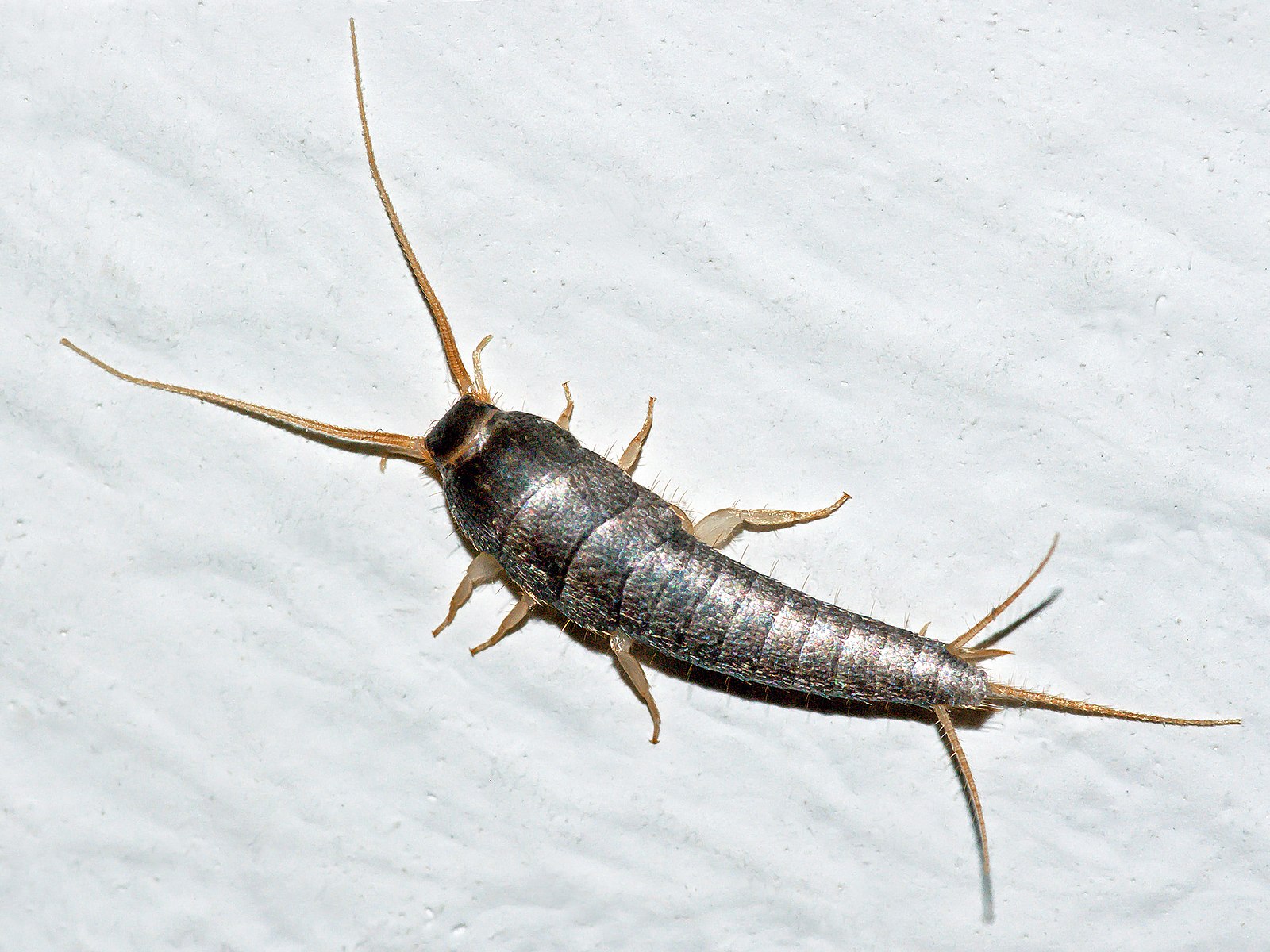 Silverfish (Lepisma saccharina)