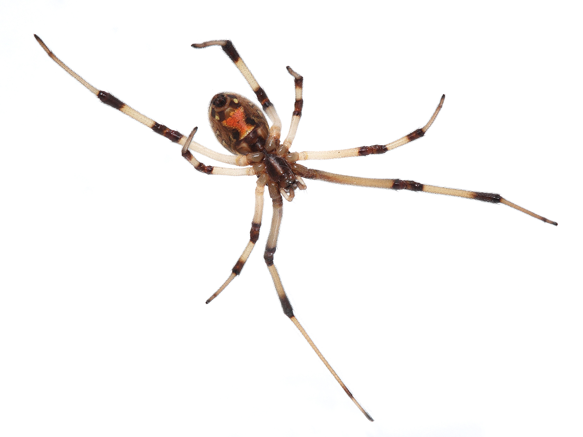 Brown Widow Spider underside showing orange hourglass