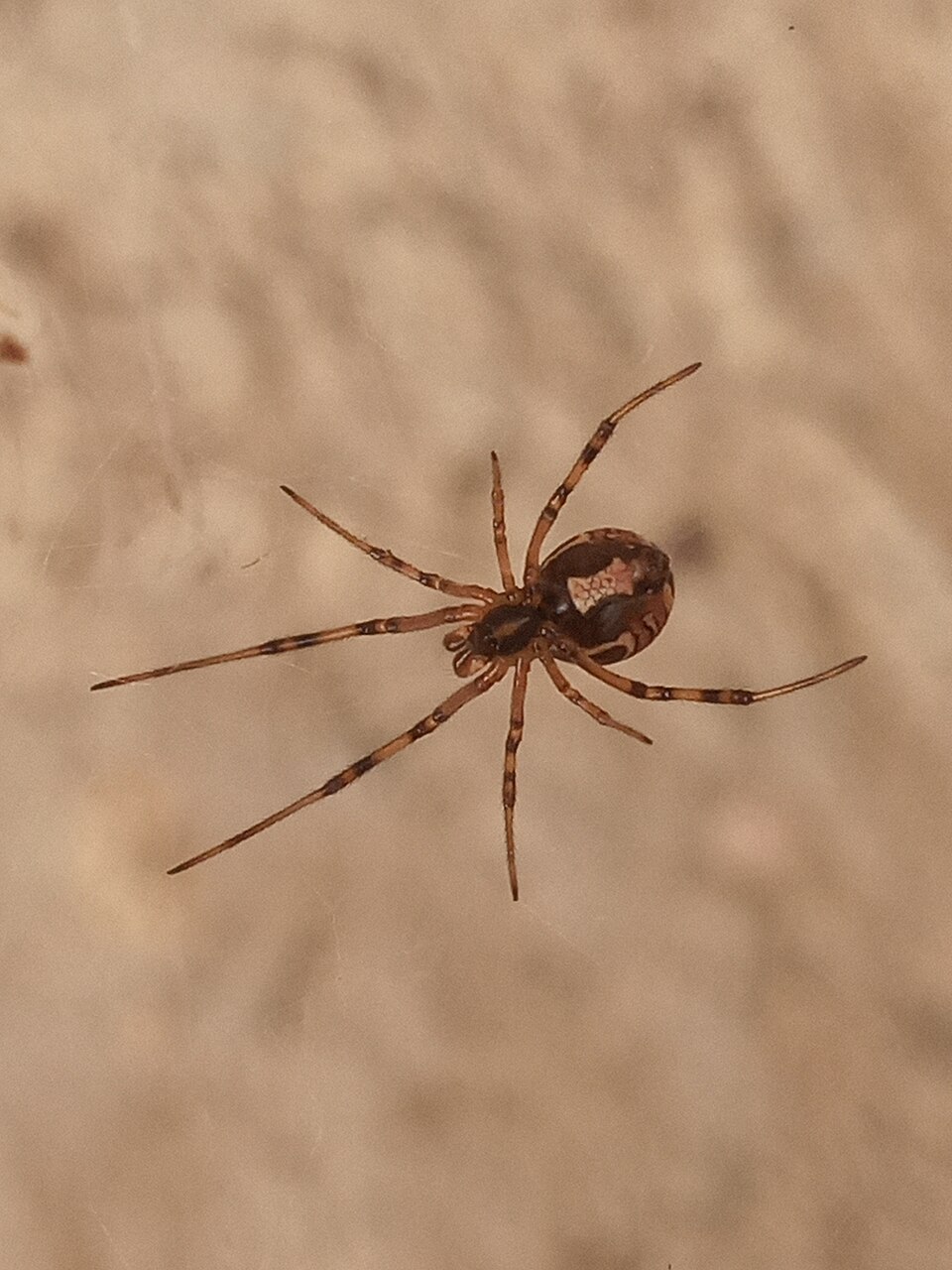 Western Black Widow Spider