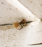 A brown widow spider guarding its distinctive spiky, round egg sac.