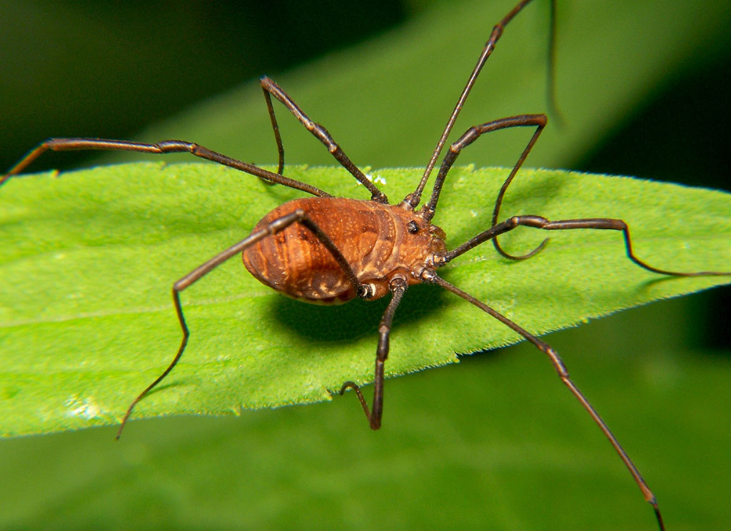 Harvestman (Daddy Longlegs) on leaf