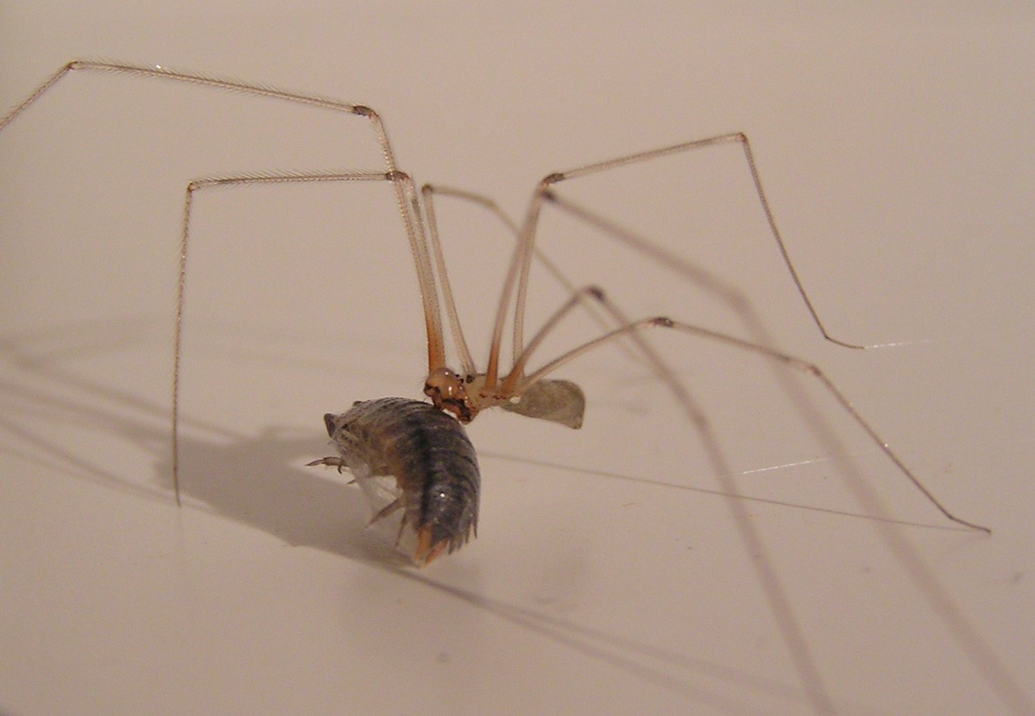 Cellar Spider (Daddy Longlegs)