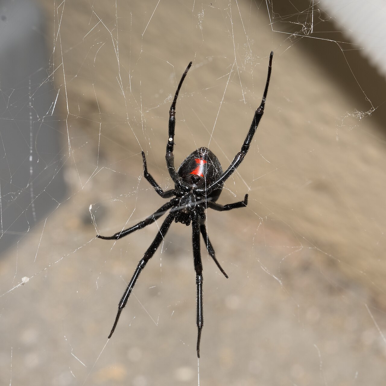 Western Black Widow Spider