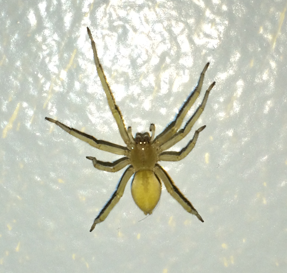 Yellow Sac Spider
