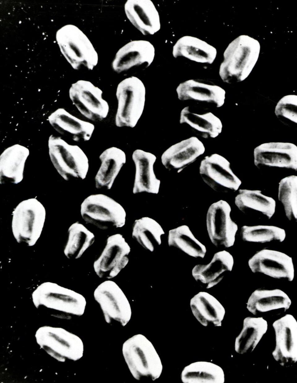 Termite Frass (Fecal Pellets)