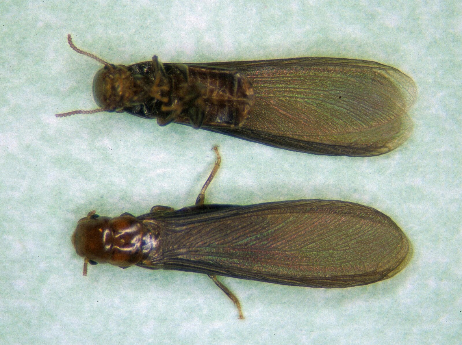 Western Drywood Termite (Incisitermes minor)