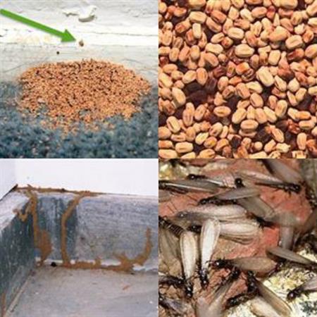 signs-of-termites-2