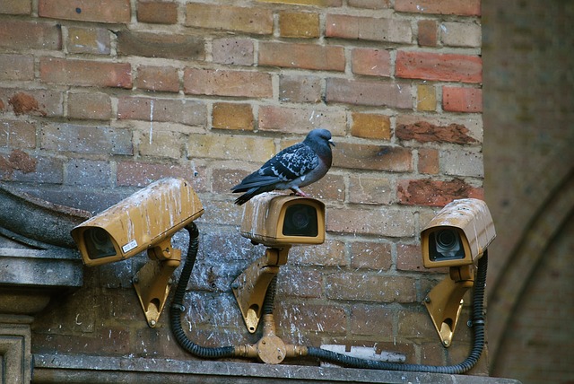 bird control fresno